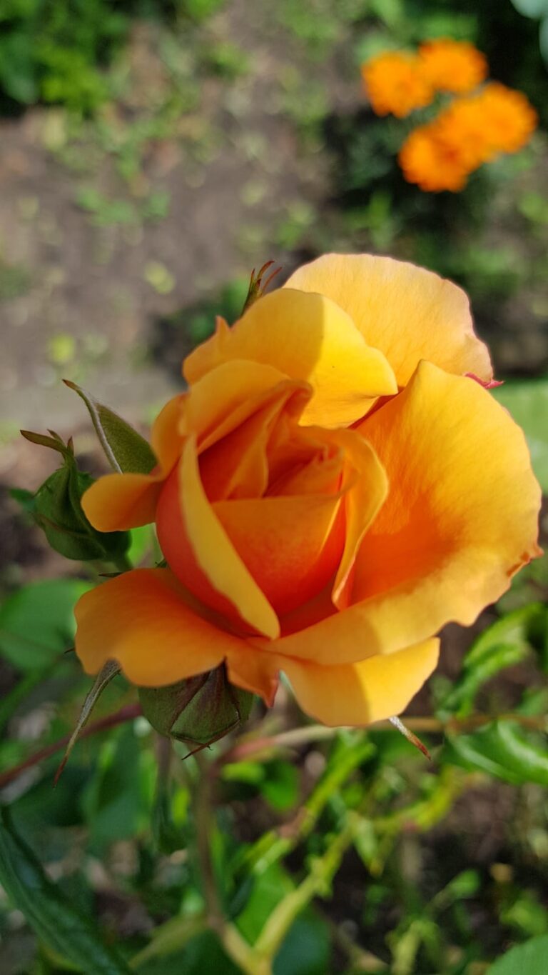 1ff7d923-811a-4bc7-aa80-e464c89810f1